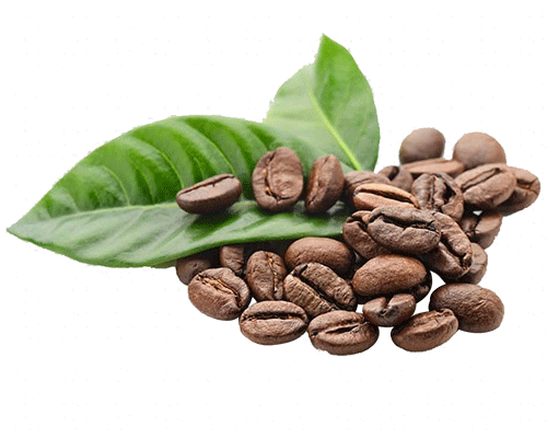 Rk Coffee Bean with leaves Image
